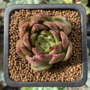 Echeveria Agavoides 'Chalstone' 2" Succulent Plant