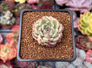 Echeveria 'Herbion' 1" Succulent Plant