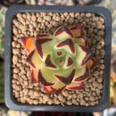 Echeveria Agavoides 'Maria' Superclone 1" Succulent Plant