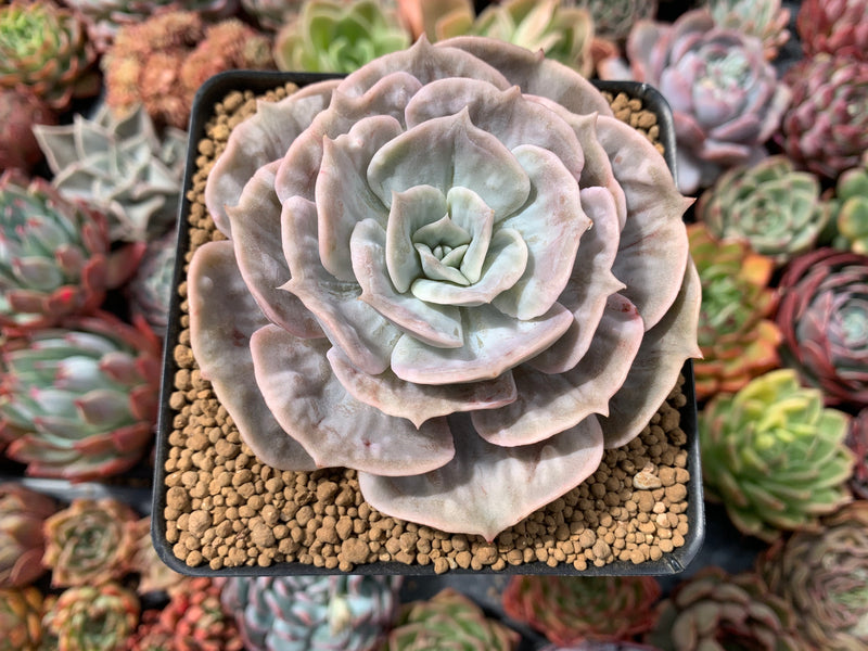 marble succulent Echeveria 'Lilacina' Marble Variegated 4" Succulent Plant