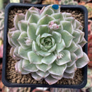 Echeveria 'Margaret' Variegated 3" Succulent Plant