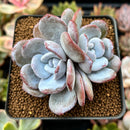 Echeveria 'Laui' 3" Cluster Powdery Succulent Plant