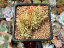 Echeveria 'Ebony' Crested 2" Succulent Plant