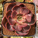 Echeveria 'Red Tan' 3" Succulent Plant