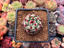Echeveria Agavoides 'Blue Dragon' 1" Small Succulent Plant