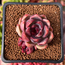 Echeveria 'Violet Cheese' 2" Cluster Succulent Plant
