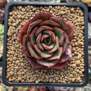 Echeveria Agavoides 'Red Fantasy' 2" Succulent Plant