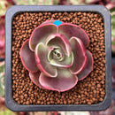 Echeveria 'Red Tan' 1" Succulent Plant