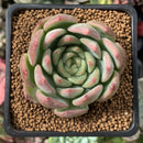 Echeveria 'Bradley' 2" Succulent Plant