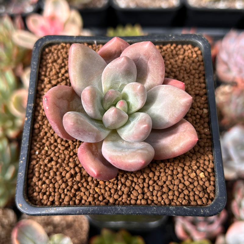 Echeveria 'Valentine' 1