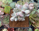 Cotyledon 'Orbiculata' 3"-4" Succulent Plant