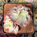 Echeveria 'Suyon' Variegated 3" Cluster Succulent Plant