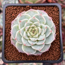 Echeveria 'Red Velvet' 1"-2" Succulent Plant
