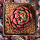 Echeveria Agavoides 'Rejong' 2" Succulent Plant