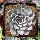 Echeveria 'Fiona' Lightly Variegated 2" Succulent Plant