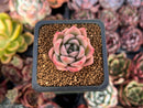 Echeveria Hybrid sp. 1" Succulent Plant