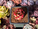 Echeveria Agavoides 'Jelly Cassiopeia' 1" Succulent Plant