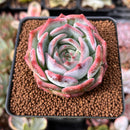 Echeveria 'Steel Heart' 2" Succulent Plant