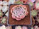 Echeveria 'Strawberry Ice' 2" Succulent Plant