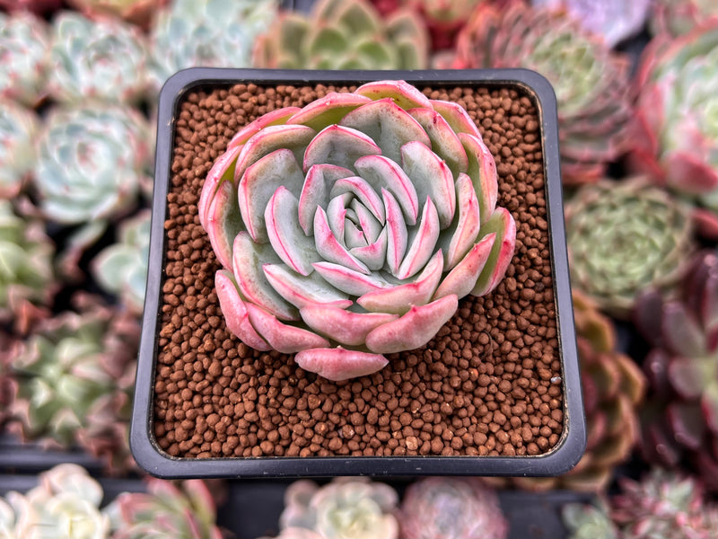 succulent strawberry Echeveria 'Strawberry Ice' 2" Succulent Plant – True Succulents Plant Co