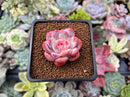 Echeveria 'Orange Monroe' 1" Succulent Plant