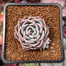 Echeveria 'Black Ball' 1" New Hybrid Succulent Plant