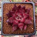 Echeveria Agavoides 'Fire Eagle' 2" New Hybrid Succulent Plant