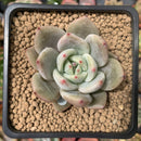 Echeveria 'Purple Champaign' 2" Succulent Plant