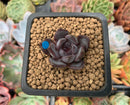 Echeveria 'Black Raccoon' New Hybrid 1" Succulent Plant