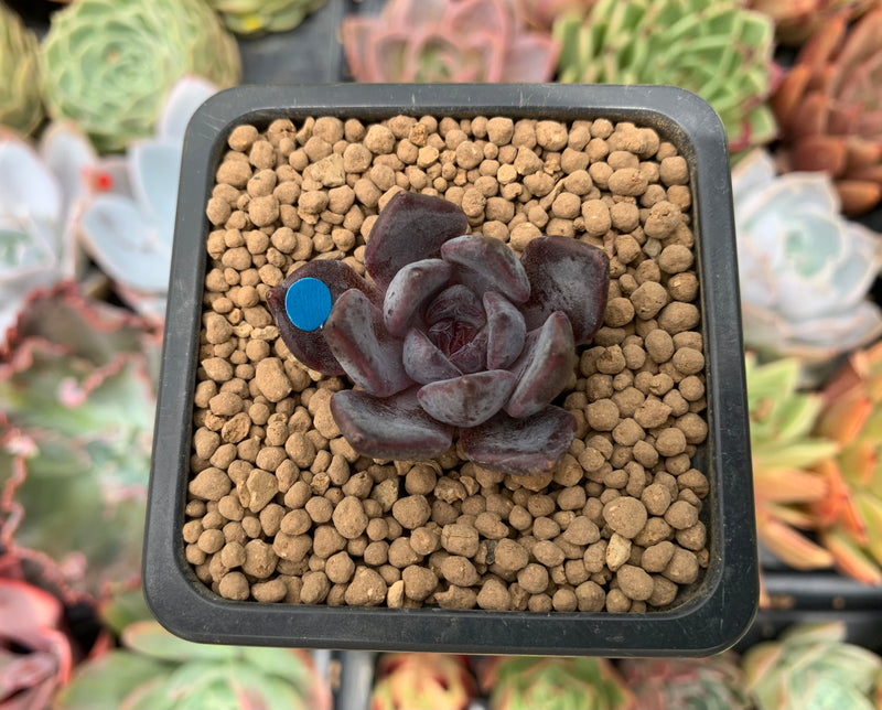 are black succulents real Echeveria 'Black Raccoon' New Hybrid 1" Succulent Plant – True Succulents Plant Co