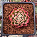 Echeveria Agavoides 'Red Witch' 1"-2" Succulent Plant
