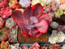 Echeveria 'Angel Wings' Variegated 3"-4" Succulent Plant
