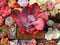Echeveria 'Angel Wings' Variegated 3"-4" Succulent Plant