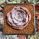 Echeveria 'Pinky' 2" Succulent Plant
