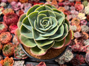 Echeveria 'Esmerelda' 5" Large Succulent Plant