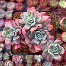 Echeveria 'Luella' Variegated Cluster 4" Succulent Plant