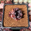 Echeveria 'Black Raccoon' 1" Succulent Plant