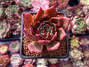 Echeveria Agavoides sp. 2" Succulent Plant