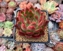 Echeveria Agavoides sp. 2"-3” Succulent Plant