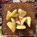 Echeveria 'Blade Runner' 1" Succulent Plant