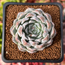 Echeveria 'Giro' 2" Succulent Plant