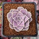 Echeveria Diffractens 1" Succulent Plant