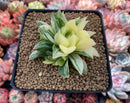 Haworthia 'Cymbiformis' Variegated 3" Succulent Plant
