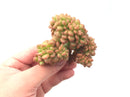 Sedum 'Lucidum Obesum' Crested Cluster 2'-3" Rare Succulent Plant