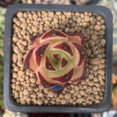 Echeveria Agavoides 'Maria' Superclone 1" Succulent Plant