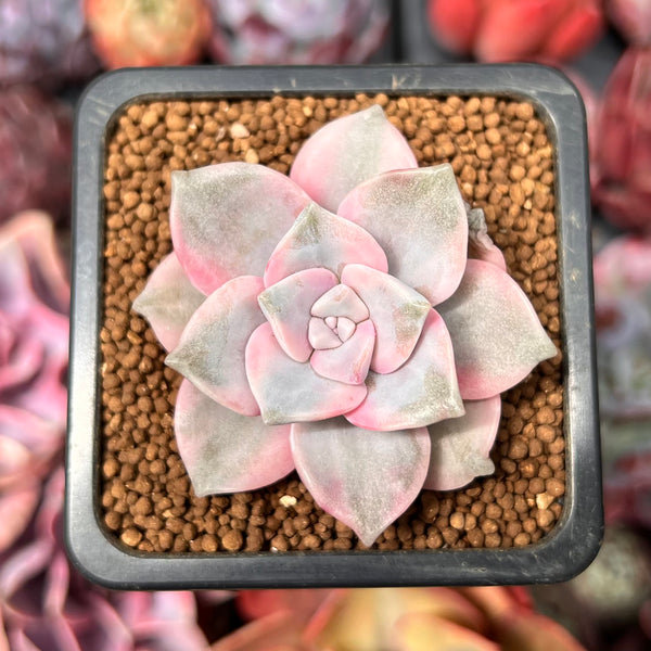 Graptopetalum 'Purple Delight' Variegated 1" Succulent Plant