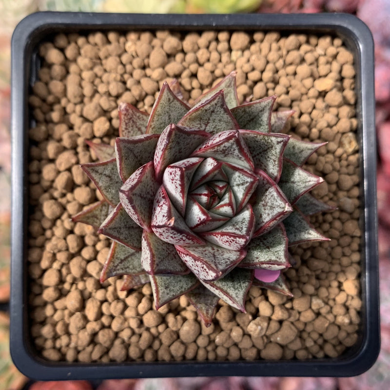 echeveria purpusorum succulent Echeveria 'Purpusorum' White Form 3" Succulent Plant – True Succulents  Plant Co