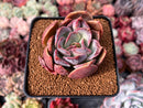 Echeveria 'Sanderia' 2"-3" Succulent Plant