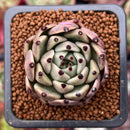 Echeveria Agavoides 'Black Cat' 1" Succulent Plant