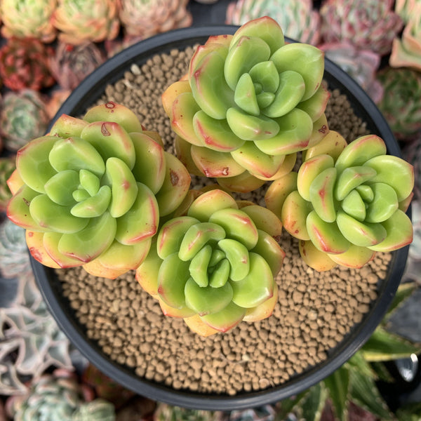 peridot passion succulent Echeveria 'Peridot' 4" Cluster Succulent Plant – True Succulents Plant Co